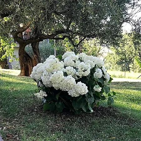 Antica Fonte Tavullia